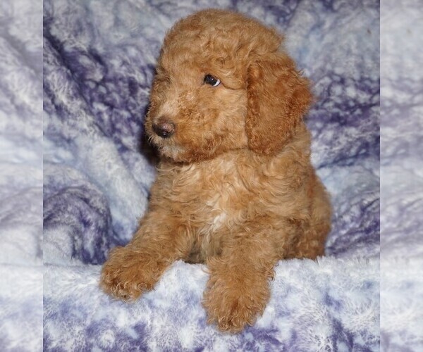 Medium Photo #2 Labradoodle Puppy For Sale in LA HABRA, CA, USA