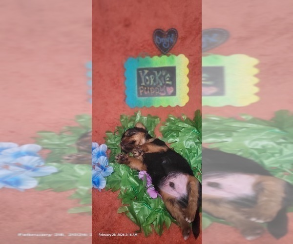 Medium Photo #13 Yorkshire Terrier Puppy For Sale in AKRON, OH, USA