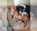 Small #2 American Pit Bull Terrier-Border Collie Mix