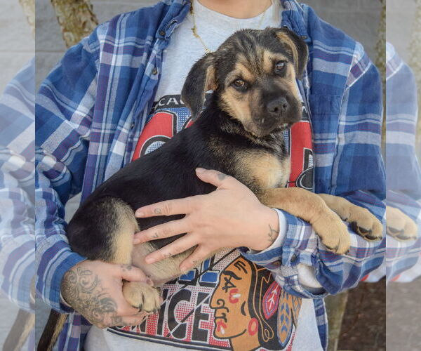 Medium Photo #2 Miniature Bulldog Puppy For Sale in Huntley, IL, USA