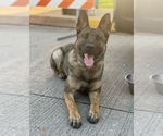 Small Photo #1 German Shepherd Dog Puppy For Sale in WILMINGTON, DE, USA