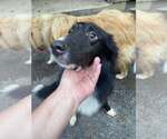 Small #1 Border Collie-Collie Mix
