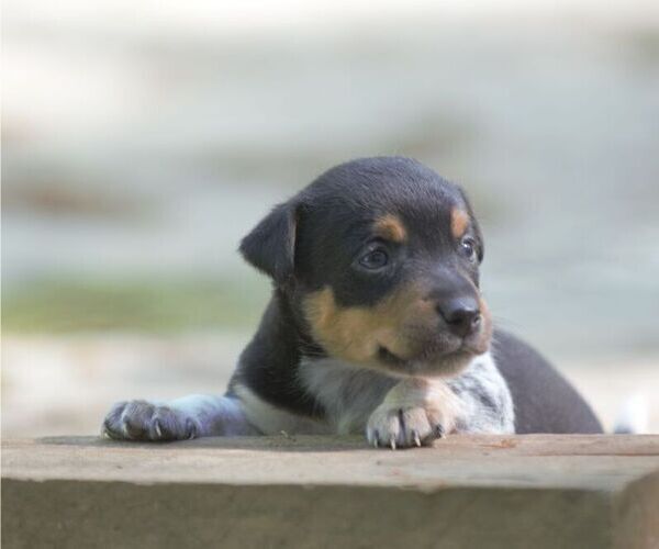 Medium Photo #2 Australian Shepherd-Jack Russell Terrier Mix Puppy For Sale in ORRVILLE, OH, USA