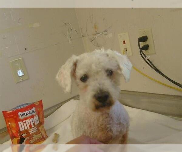 Medium Photo #1 Poodle (Miniature)-Unknown Mix Puppy For Sale in Sacramento, CA, USA