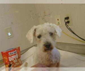 Poodle (Miniature)-Unknown Mix Dogs for adoption in Sacramento, CA, USA