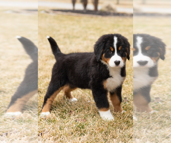 Medium Photo #46 Bernese Mountain Dog Puppy For Sale in MILLERSBURG, IN, USA
