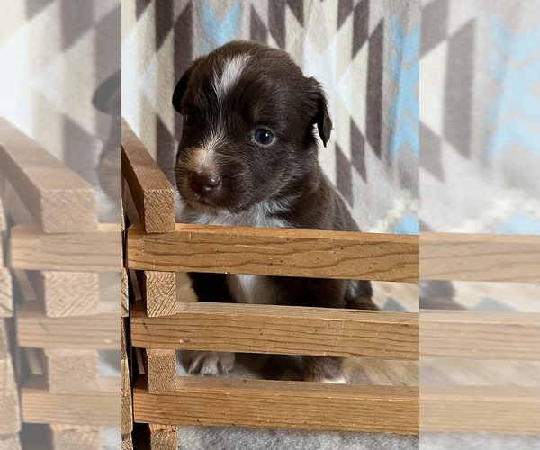 Medium Photo #6 Miniature Australian Shepherd Puppy For Sale in FORT MORGAN, CO, USA