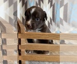 Small #5 Miniature Australian Shepherd