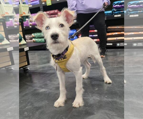 Medium Photo #2 Mutt Puppy For Sale in St. Louis Park, MN, USA