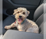Small #3 Maltipoo (Miniature)