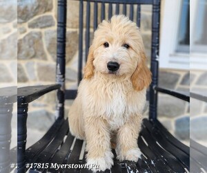 Goldendoodle (Miniature) Puppy for sale in MYERSTOWN, PA, USA