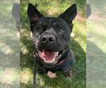 Small #2 American Pit Bull Terrier-Basset Hound Mix