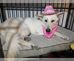 Small Photo #3 - Mix Puppy For Sale in Hoffman Estates, IL, USA