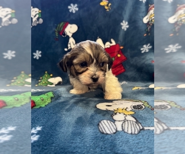 Medium Photo #6 Zuchon Puppy For Sale in NEW YORK MILLS, MN, USA