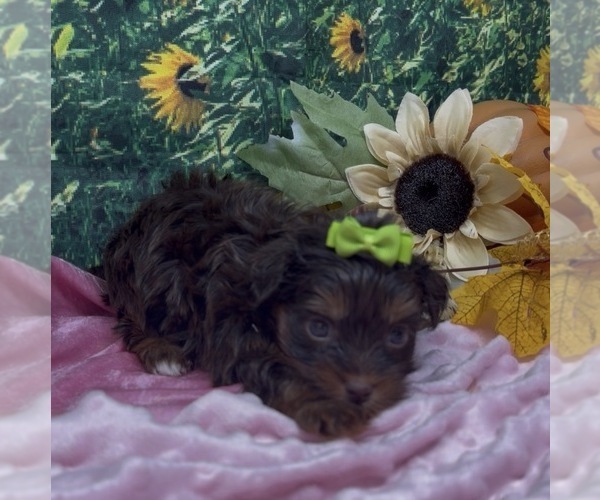 Medium Photo #11 Shorkie Tzu Puppy For Sale in SELLERSBURG, IN, USA