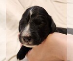 Small #2 F2 Aussiedoodle