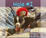 Small Pembroke Welsh Corgi