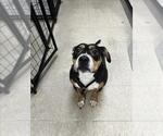 Small Staffordshire Bull Terrier Mix