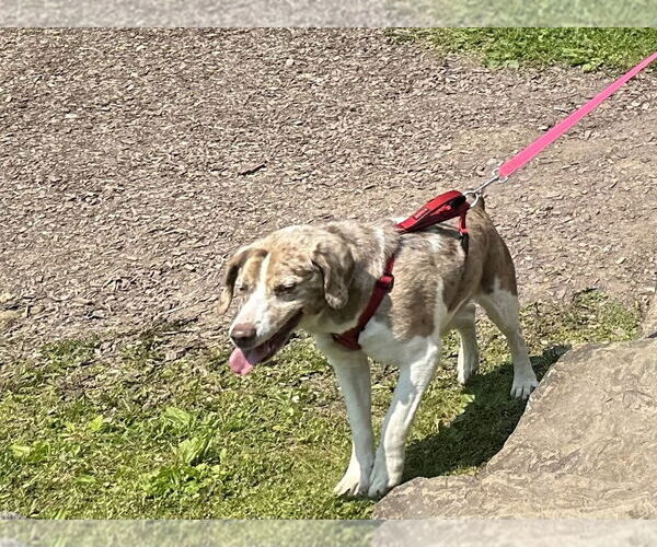 Medium Photo #3 Beagle-Unknown Mix Puppy For Sale in Springdale, PA, USA