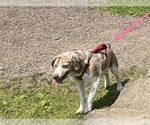 Small #2 Beagle Mix