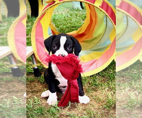 Medium Photo #1 Boxer Puppy For Sale in Mooresville, NC, USA