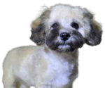 Small Photo #4 Maltipoo-Shih Tzu Mix Puppy For Sale in SAN DIEGO, CA, USA