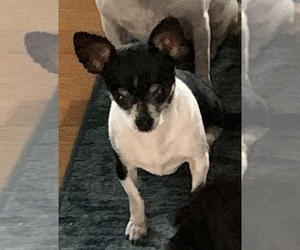Mother of the Chihuahua puppies born on 03/21/2025