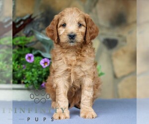 Goldendoodle (Miniature) Puppy for sale in EAST EARL, PA, USA