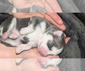Pomsky Puppy for sale in WEST BRANCH, MI, USA