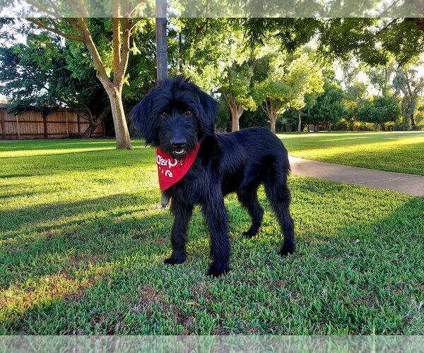 Medium Photo #4 Labradoodle Puppy For Sale in Clovis, CA, USA