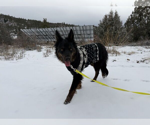 Medium Photo #8 Mutt Puppy For Sale in Chama, NM, USA