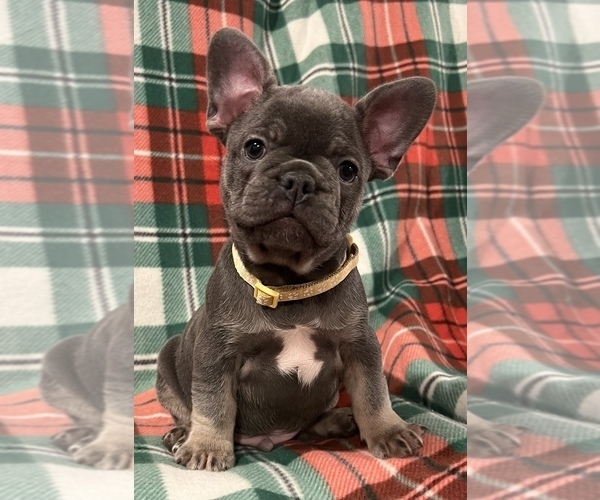 Medium Photo #7 French Bulldog Puppy For Sale in BOLIVAR, MO, USA
