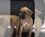 Image preview for Ad Listing. Nickname: Akc Molly
