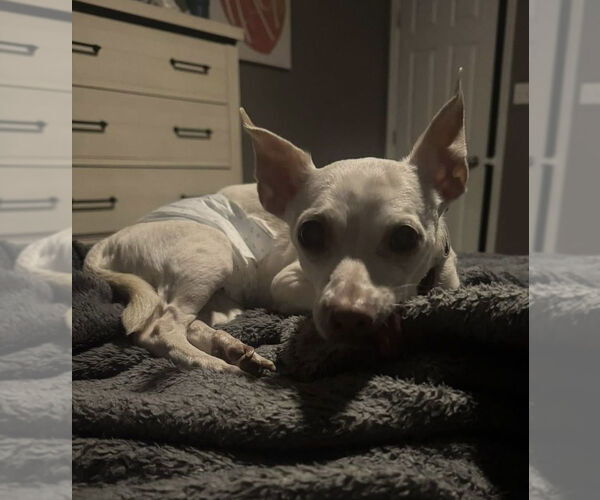 Medium Photo #3 Chihuahua-Unknown Mix Puppy For Sale in Foristell, MO, USA