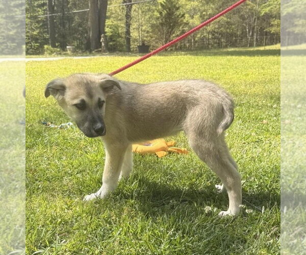 Medium Photo #2 Great Pyrenees Puppy For Sale in Yardley, PA, USA