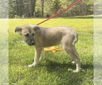 Small #1 Great Pyrenees