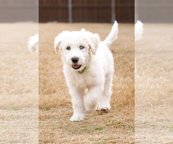 Medium Photo #9 Poodle (Standard)-Siberian Husky Mix Puppy For Sale in McKinney, TX, USA