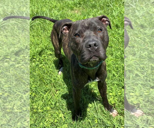Medium Photo #2 American Pit Bull Terrier Puppy For Sale in Virginia Beach, VA, USA