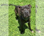 Small #1 American Pit Bull Terrier