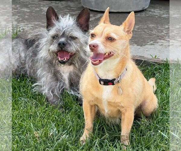 Medium Photo #3 Mutt Puppy For Sale in La Verne, CA, USA