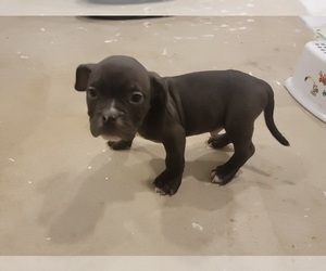 American Bully Puppy for Sale in DENVER, Colorado USA