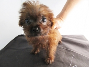 Maltipoo Puppy for sale in La Mirada, CA, USA