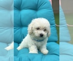 Small Photo #2 Bichpoo Puppy For Sale in BOWLING GREEN, KY, USA