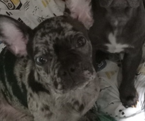 French Bulldog Puppy for Sale in CHICAGO, Illinois USA