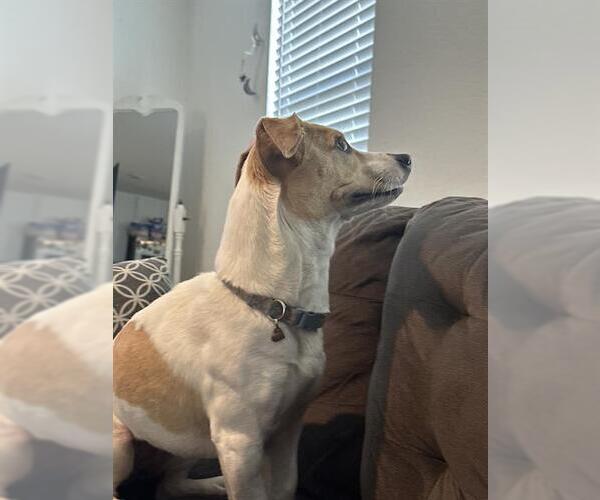 Medium Photo #1 Mutt Puppy For Sale in San Antonio, TX, USA