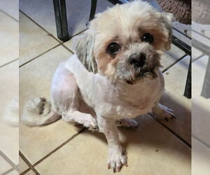 Shih Tzu Dogs for adoption in San Antonio, TX, USA