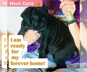 Medium Cane Corso