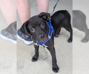 Retriever -Unknown Mix Dogs for adoption in Holly Springs, NC, USA