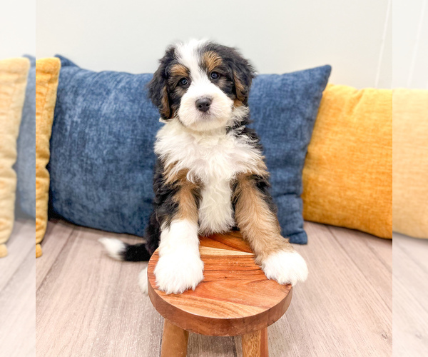 Medium Photo #1 Bernedoodle (Miniature) Puppy For Sale in DUNDEE, OH, USA