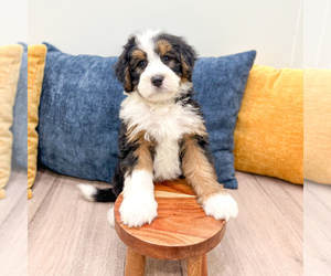 Bernedoodle (Miniature) Puppy for sale in DUNDEE, OH, USA